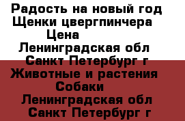 Радость на новый год! Щенки цвергпинчера. › Цена ­ 18 000 - Ленинградская обл., Санкт-Петербург г. Животные и растения » Собаки   . Ленинградская обл.,Санкт-Петербург г.